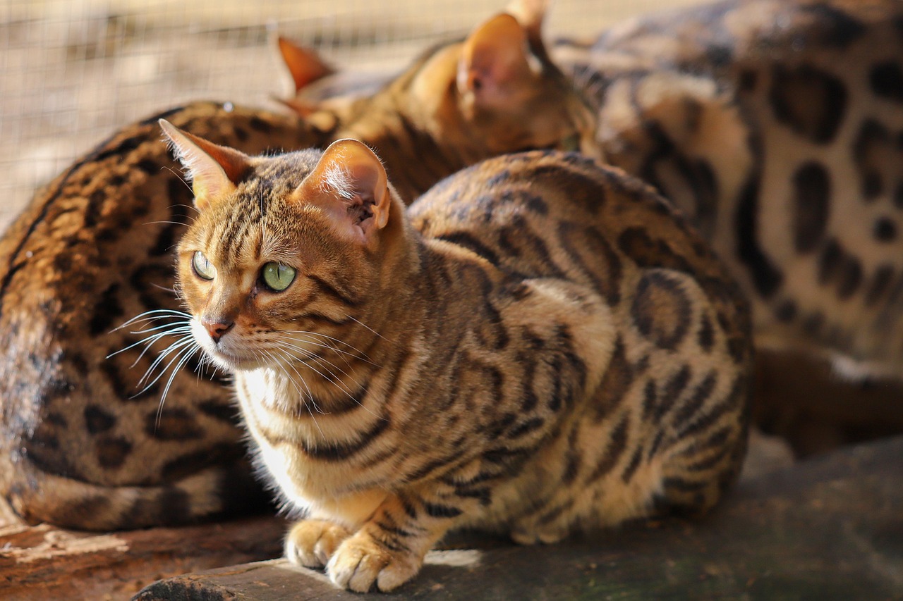 Bengal Cats (image credits: pixabay)