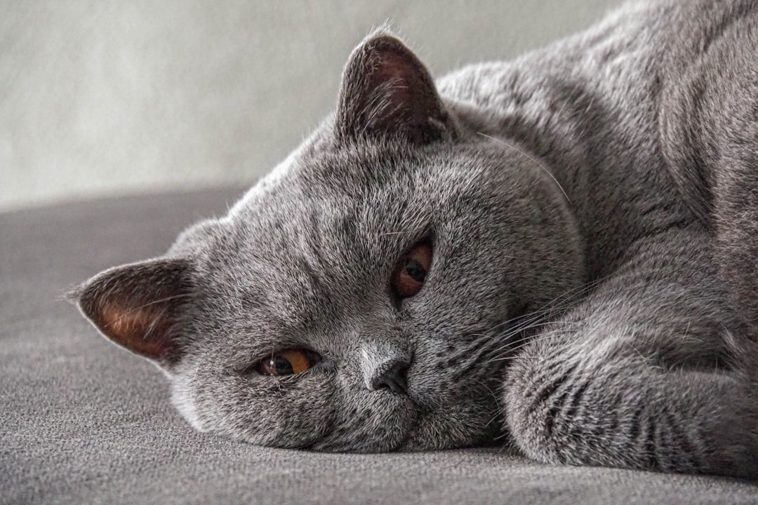 British Shorthair Cats (image credits: unsplash)