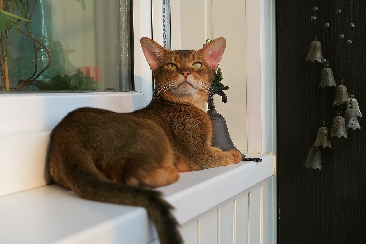Abyssinian Cats (image credits: pixabay)
