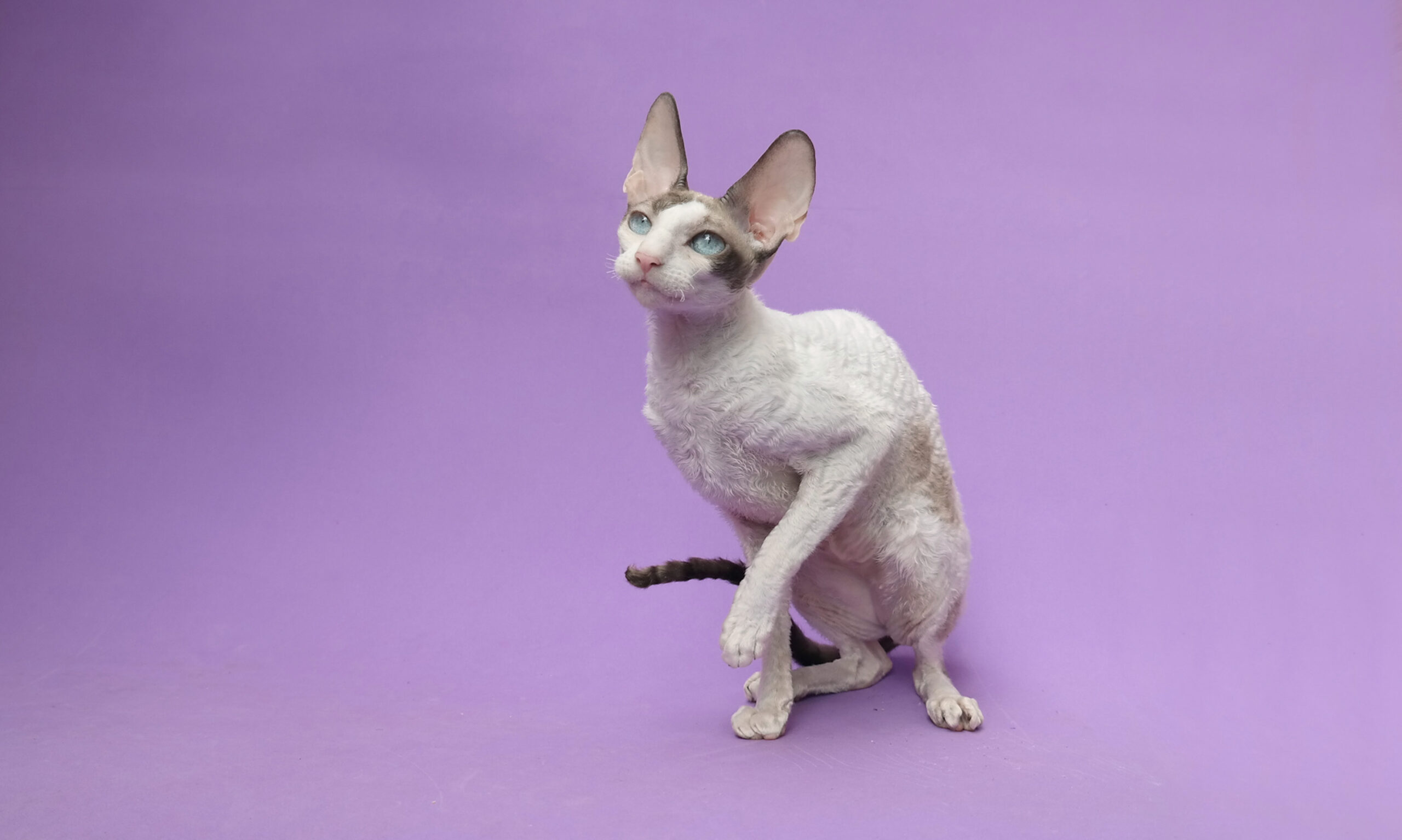 Cornish Rex Cats (image credits: wikimedia)