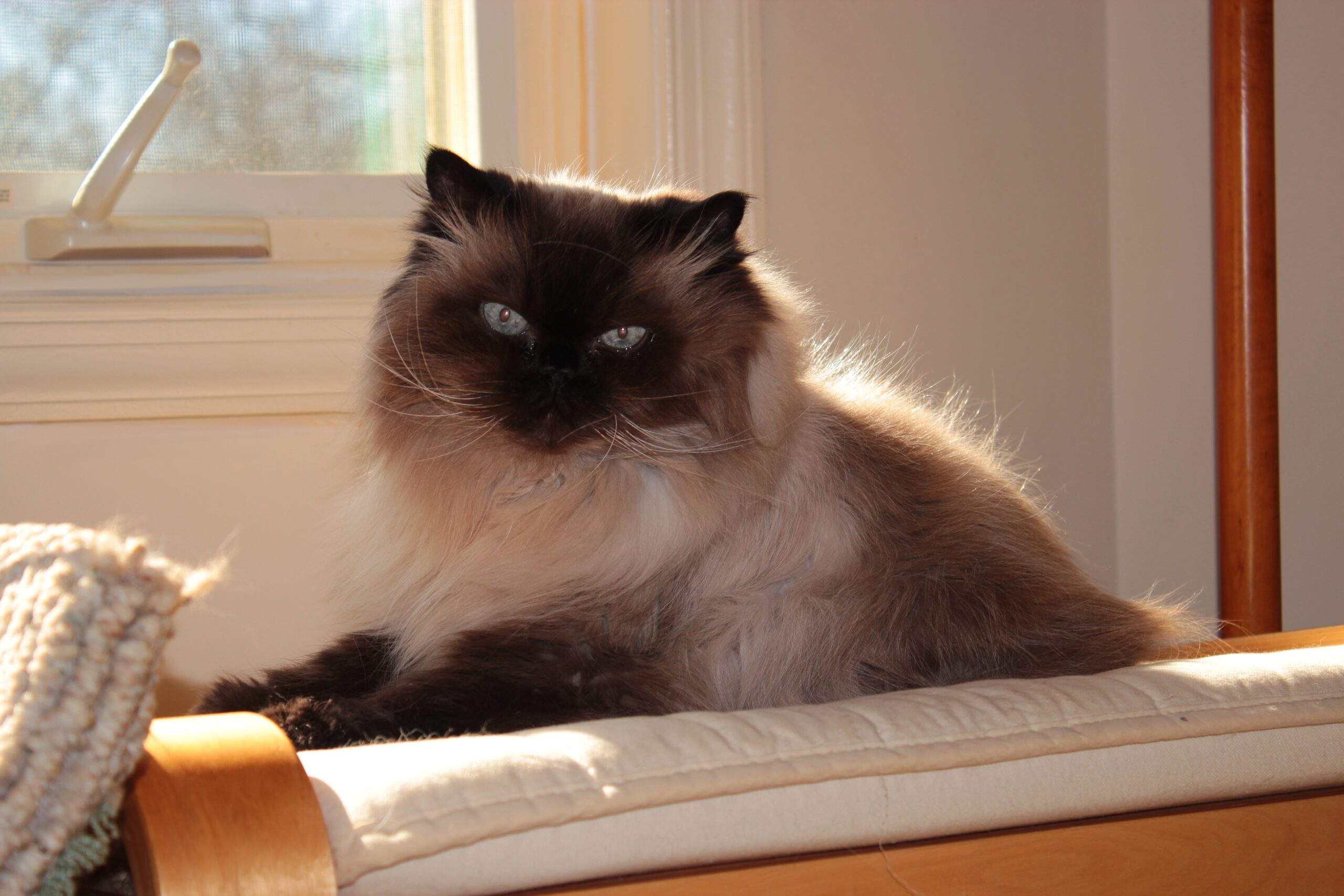 Himalayan Cats (image credits: wikimedia)