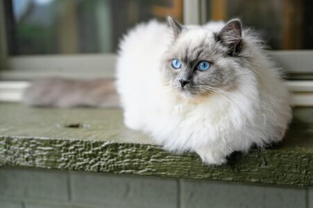 15 Popular Cat Breeds Vets Secretly Wish You’d Stop Choosing