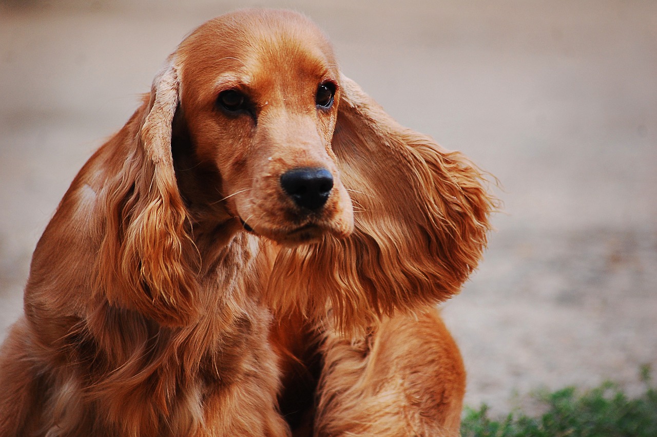 Cocker Spaniel (image credits: pixabay)
