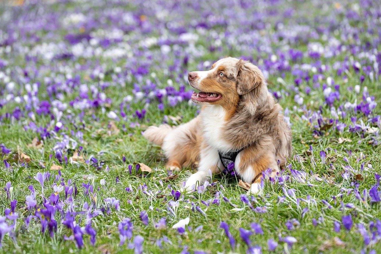 Australian Shepherd (image credits: pixabay)