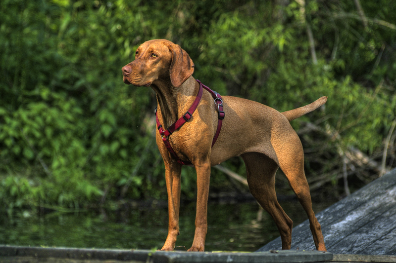 Vizsla (image credits: wikimedia)