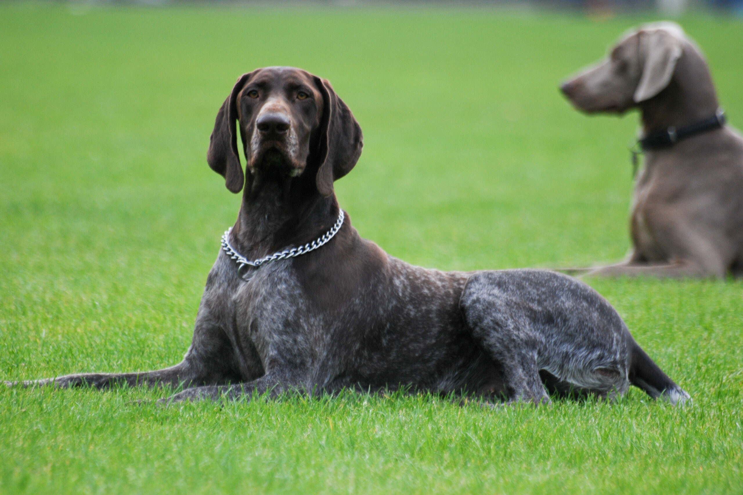 German Shorthaired Pointer (image credits: wikimedia)