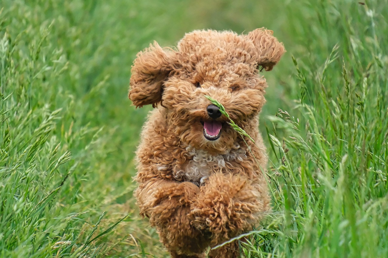 Toy Poodle (image credits: pixabay)