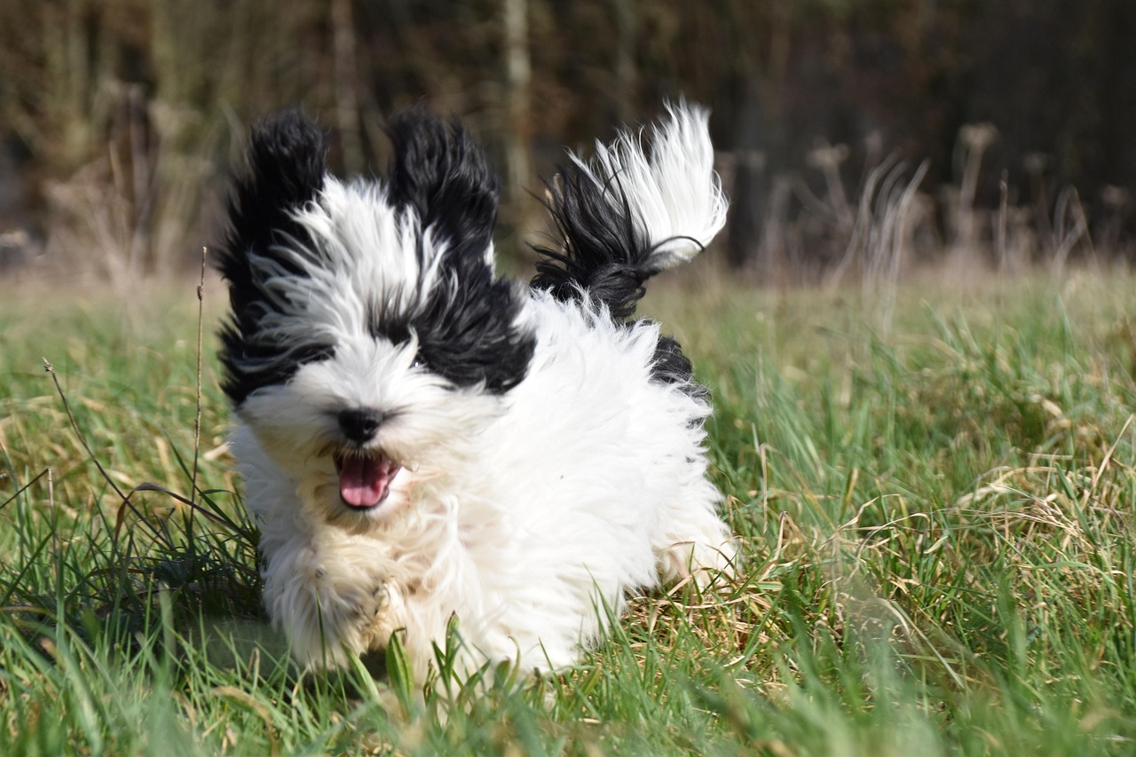 Havanese (image credits: pixabay)