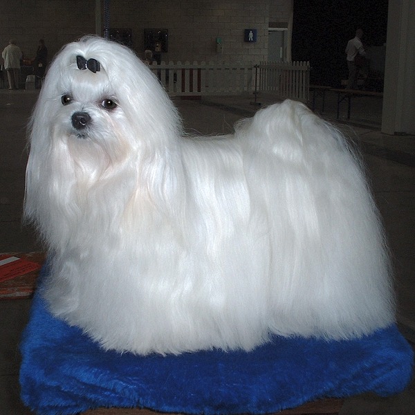Maltese (image credits: wikimedia)