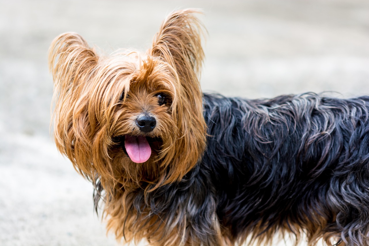 Yorkshire Terrier (image credits: pixabay)