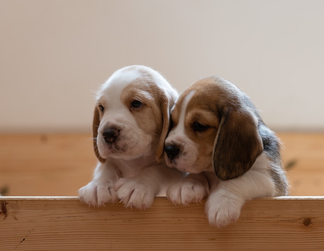 Beagle (image credits: unsplash)