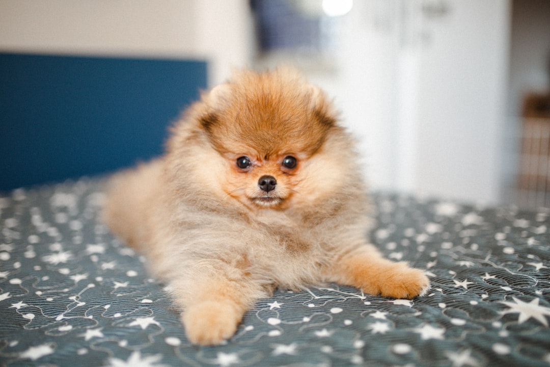 Pomeranian (image credits: unsplash)