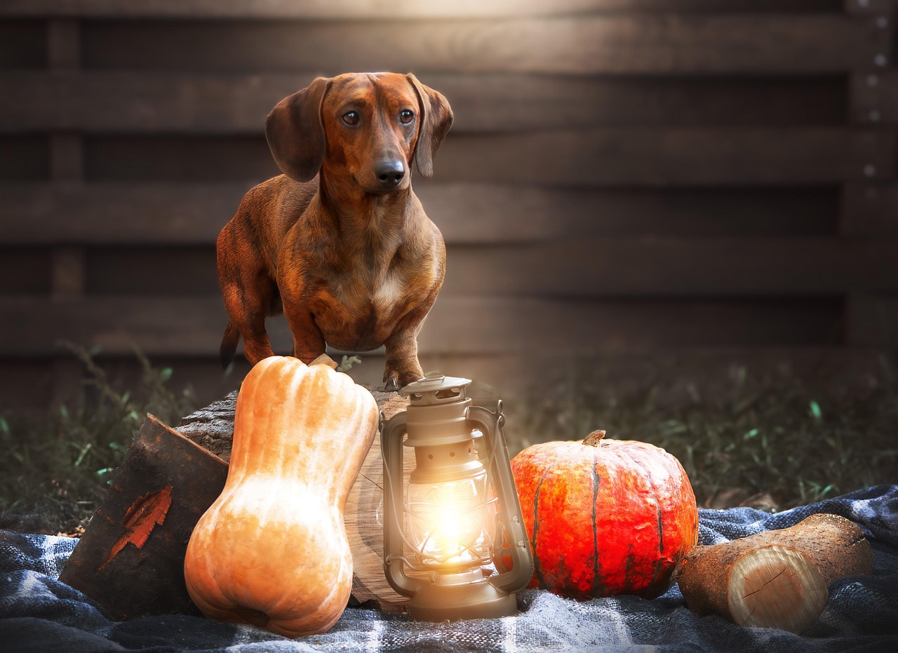 Dachshund (image credits: pixabay)