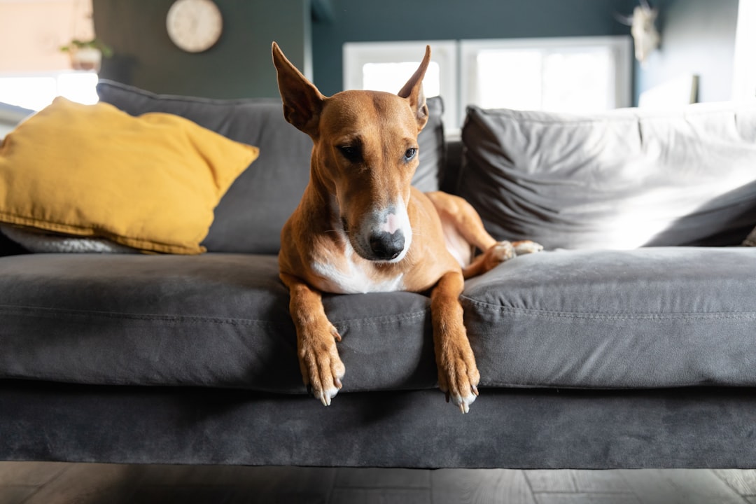 Whippet (image credits: unsplash)