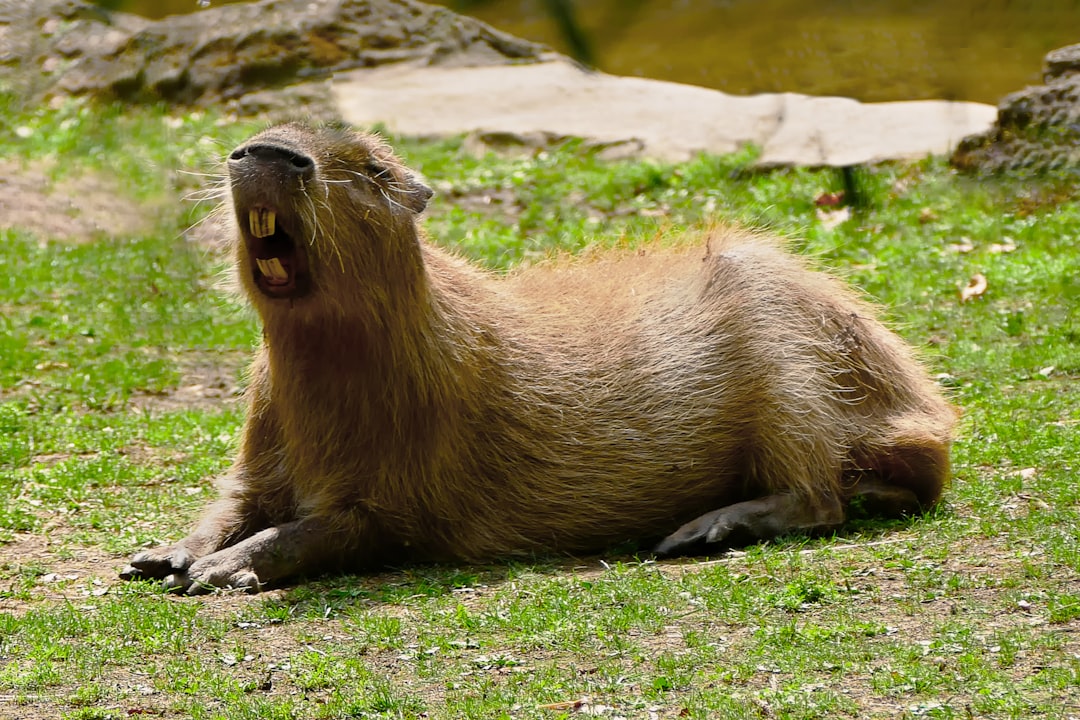 Capybaras and Everyone: The Animal Kingdom's Social Butterfly (image credits: unsplash)