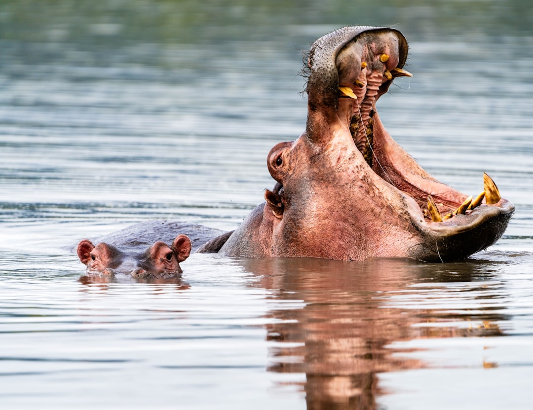 Hippos and Tortoises: Ancient Wisdom Meets Young Spirit (image credits: unsplash)