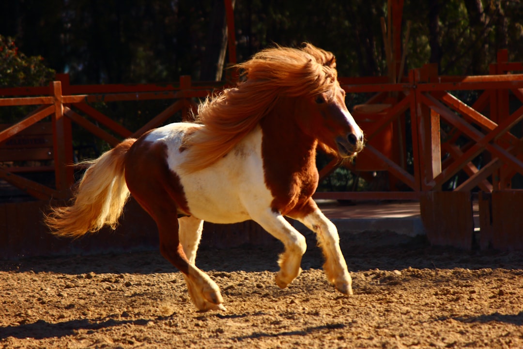 Horses and Turkeys: Unlikely Riding Partners (image credits: unsplash)