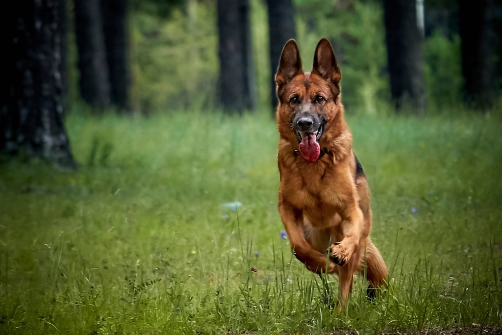 German Shepherds – Smart, Strong, and Sometimes Scary (image credits: rawpixel)