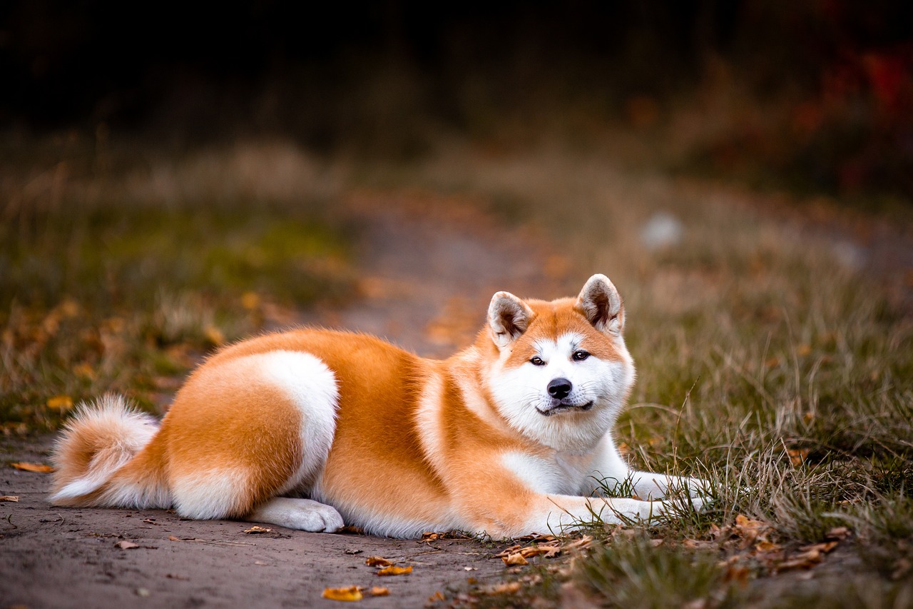 Akitas – Serious Dogs for Serious Families Only (image credits: pixabay)