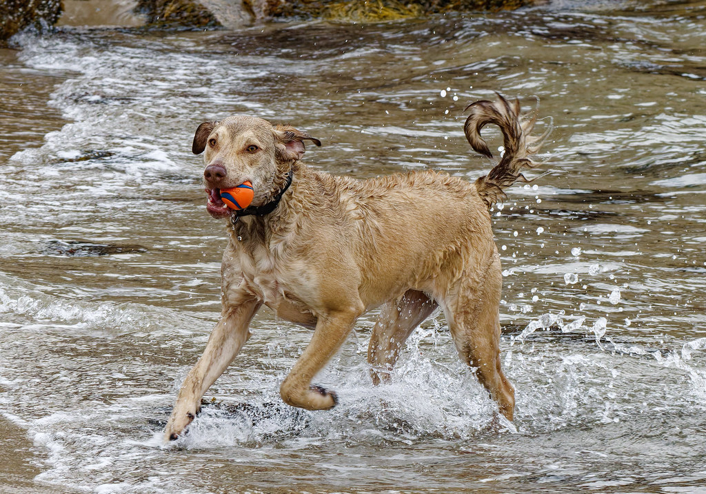 Chesapeake Bay Retrievers – Retrievers With a Dark Side (image credits: flickr)