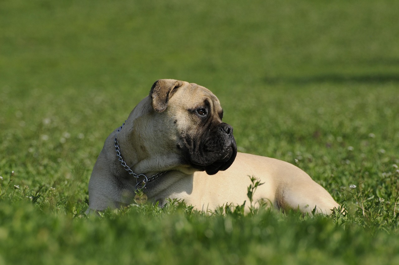 Bullmastiffs – When Love Hurts (Literally) (image credits: pixabay)