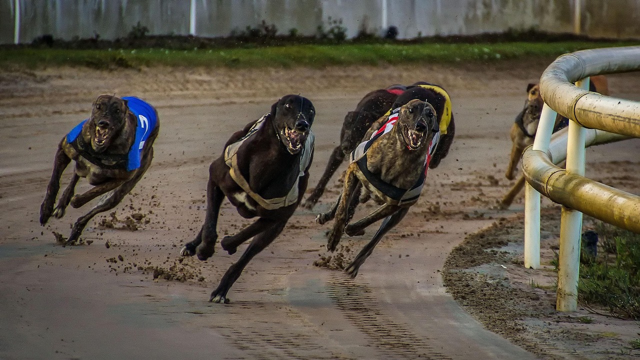 Greyhounds – Nervous Speedsters (image credits: pixabay)