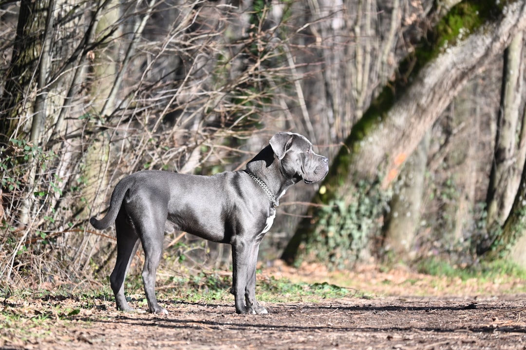 Mastiffs – Gentle Giants With Dangerous Tails (image credits: unsplash)