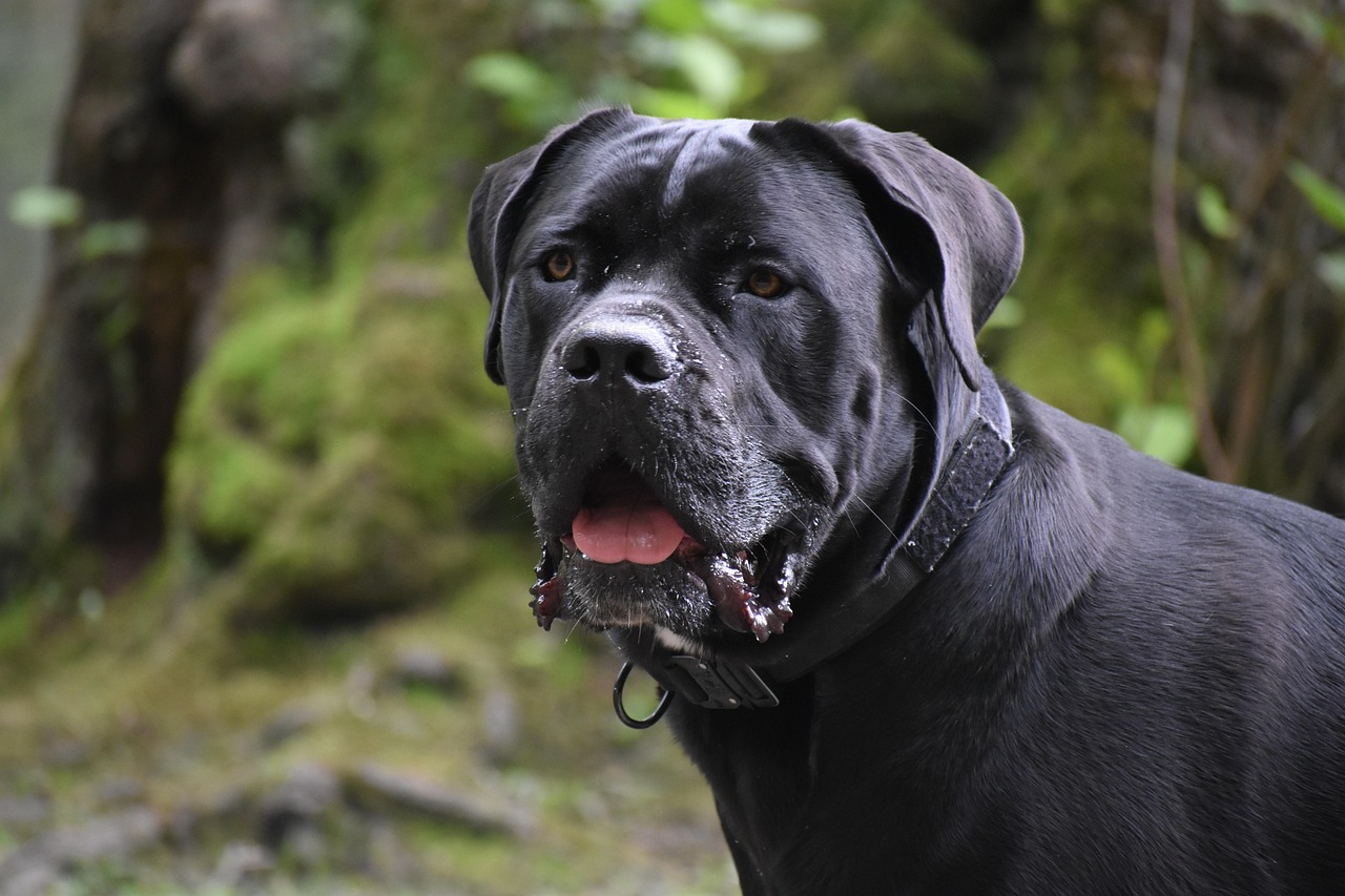Why These Breeds Stay Popular Despite the Risks (image credits: pixabay)