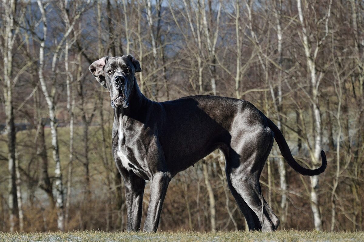 Great Danes - The Gentle Giant Money Pit