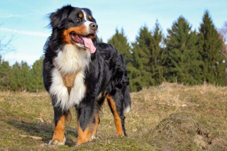 12 Amazing Ways Dogs Sense Human Emotions Before We Do