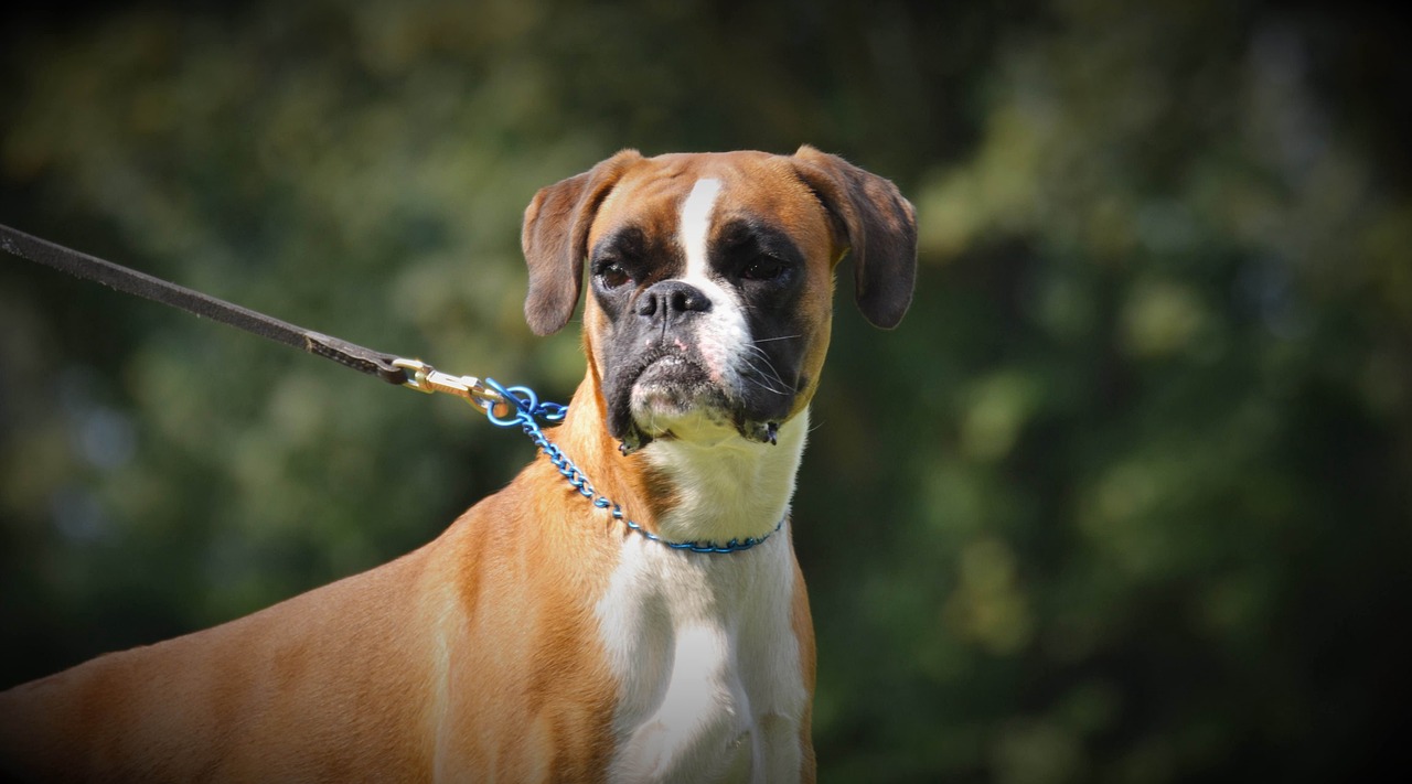 Boxers - The Athletic Heart Patients (image credits: pixabay)