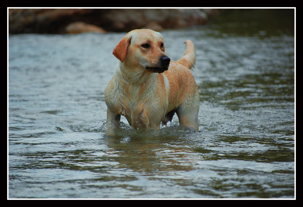 Labrador Retrievers - The Deceptively Expensive Family Dog (image credits: flickr)