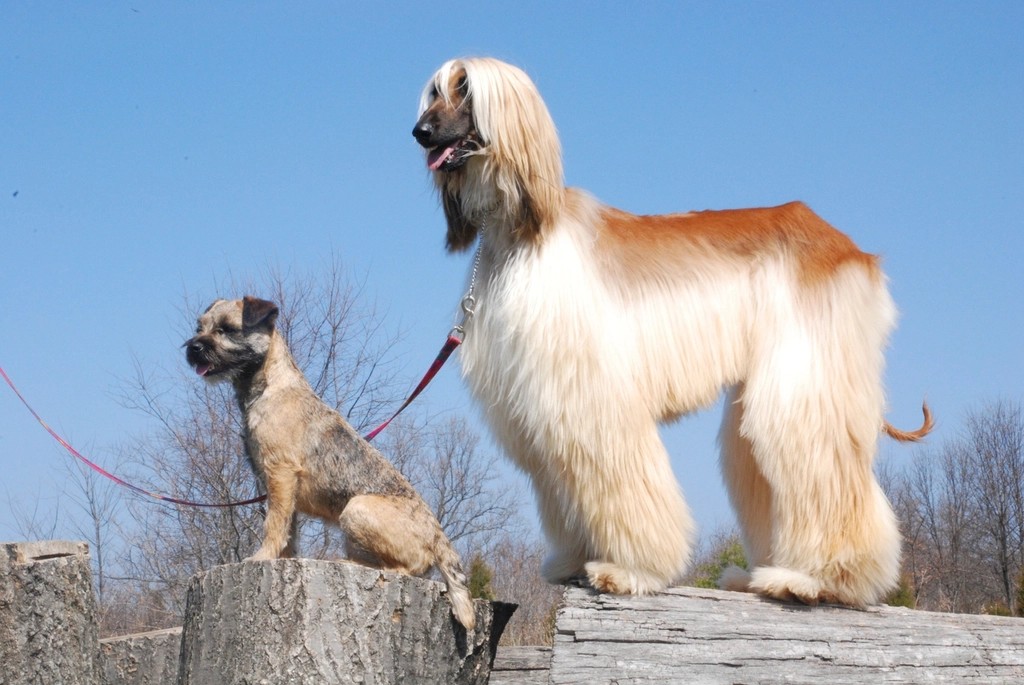 Afghan Hounds - The Beautiful But Fragile Aristocrats (image credits: rawpixel)