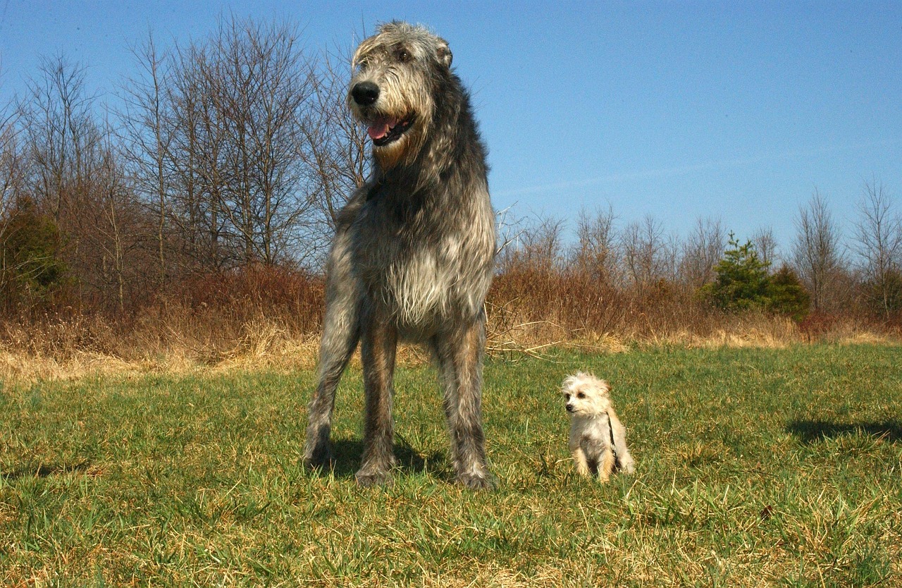 Irish Wolfhounds - The Giant Hearts with Giant Problems (image credits: pixabay)
