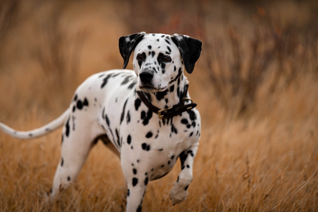 Dalmatians - The Spotted Kidney Problems (image credits: unsplash)