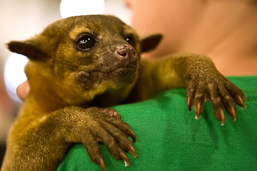 Kinkajous - The Honey Bears That Crave Your Touch (image credits: Kinkajou. Source: Flickr)
