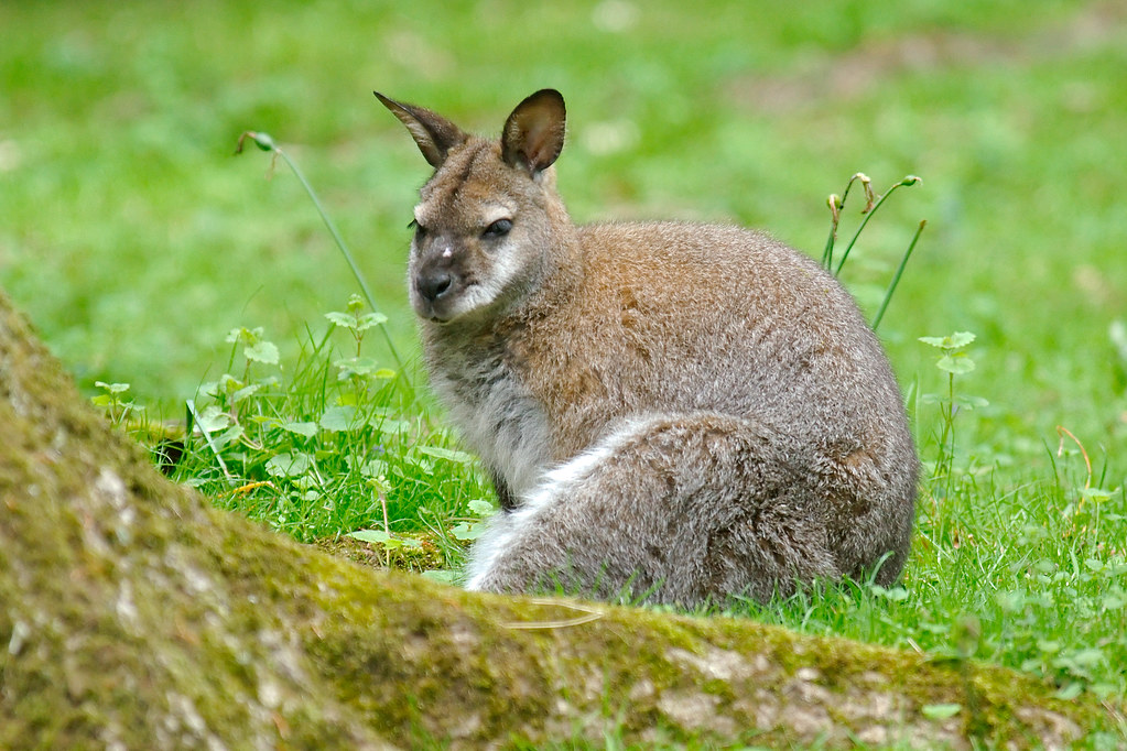 Wallabies - Australia's Most Devoted Companions (image credits: flickr)