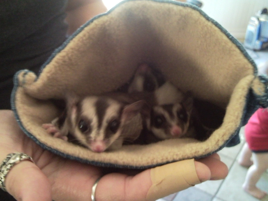 Sugar Gliders - Pocket-Sized Devotion (image credits: flickr)