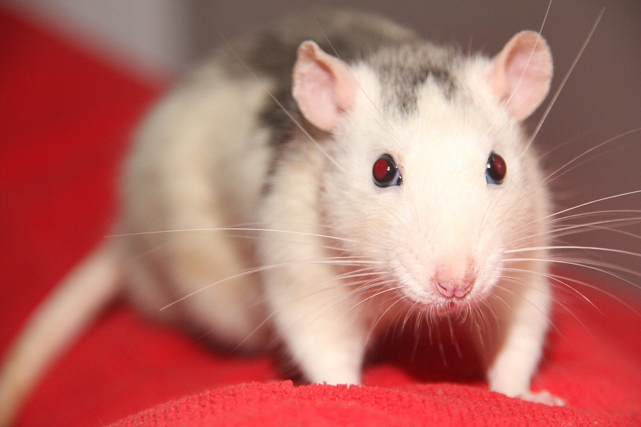 Rats - The Misunderstood Geniuses (image credits: pixabay)