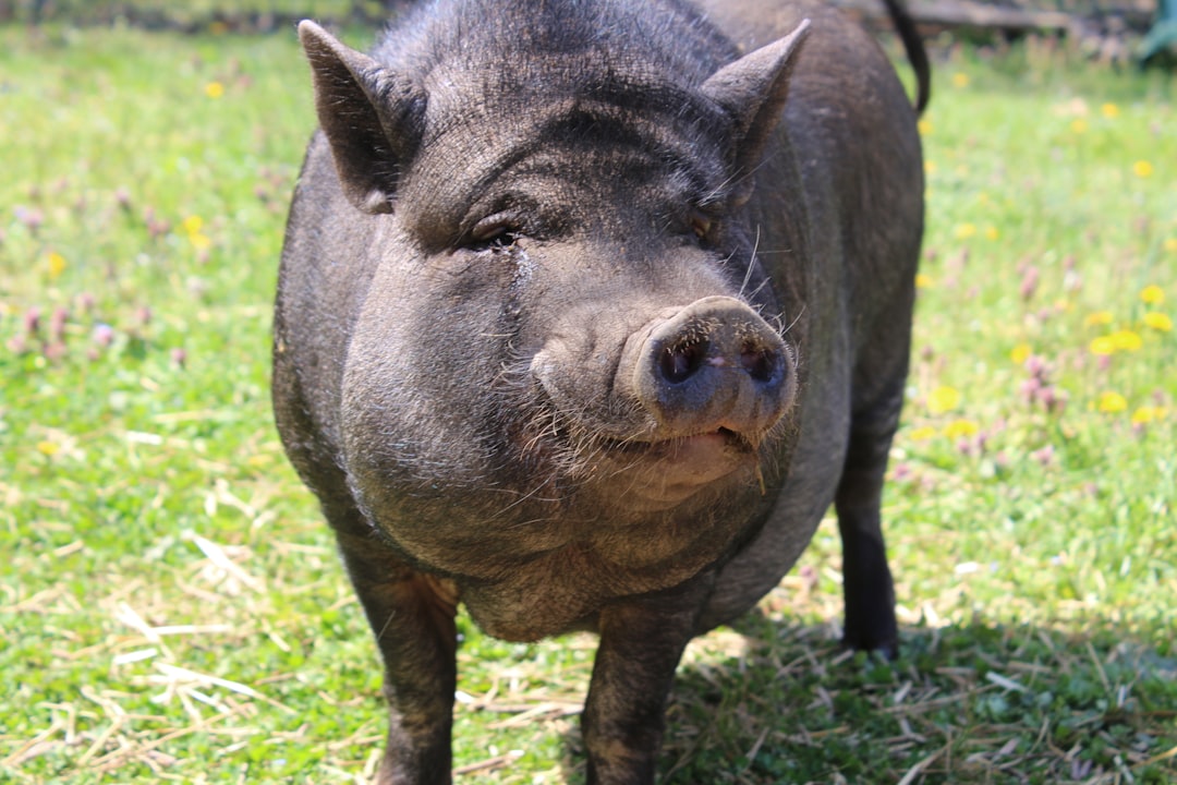 Pot-Bellied Pigs - The Smartest Cuddle Buddies (image credits: unsplash)