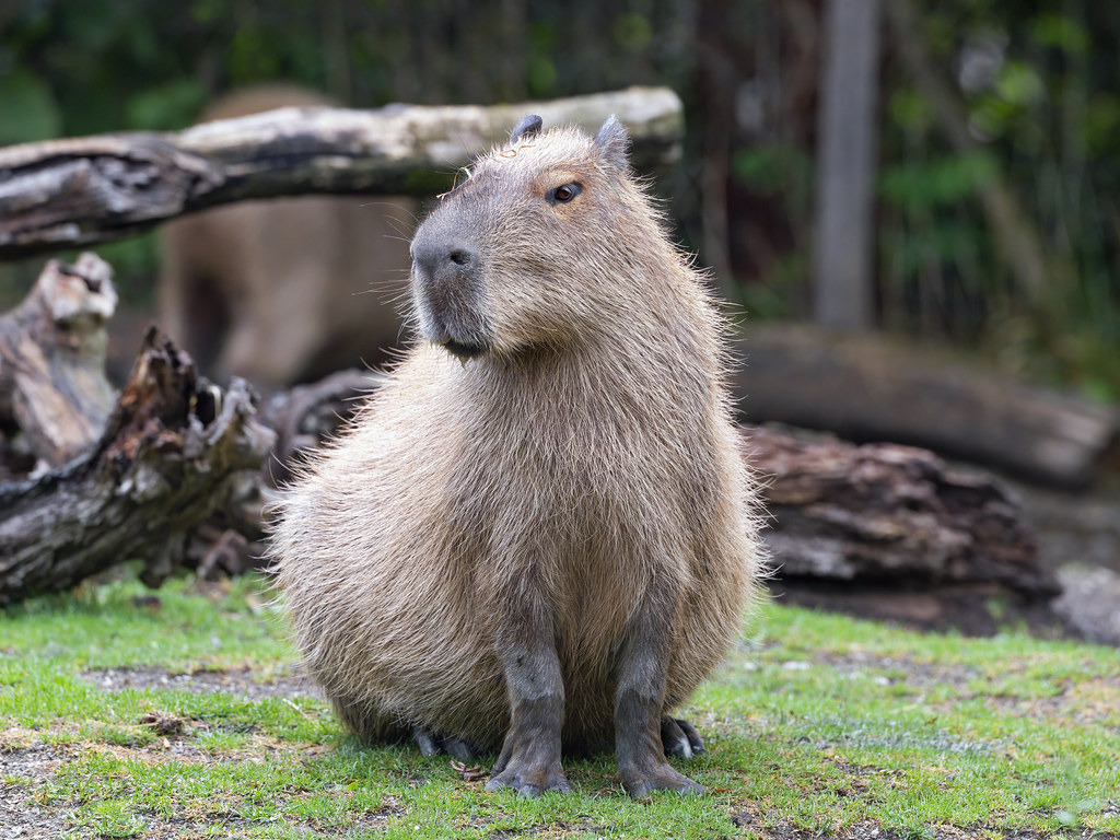 Capybaras - The Gentle Giants of Affection (image credits: flickr)