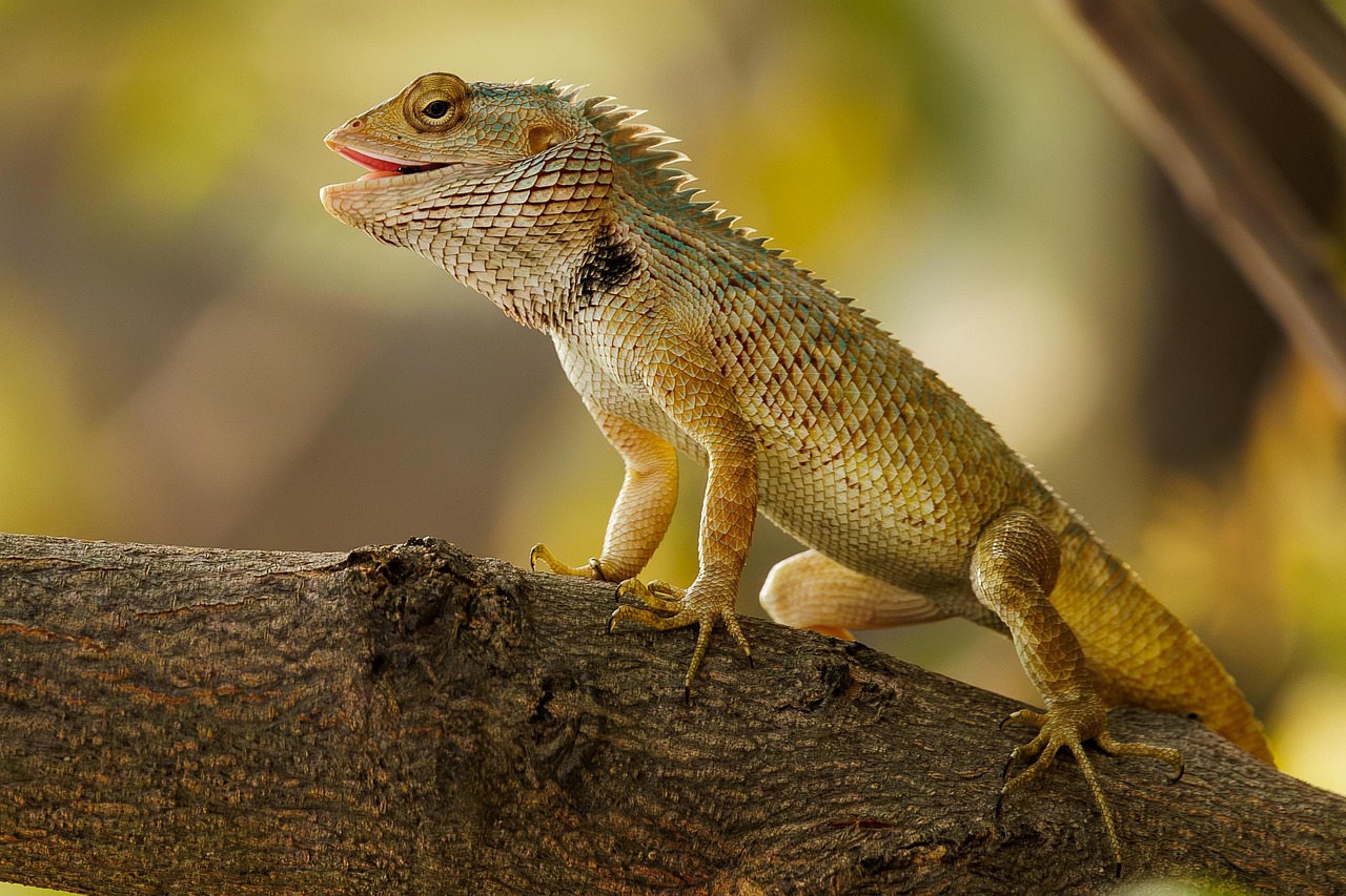 Bearded Dragons - The Reptilian Lap Cats (image credits: pixabay)