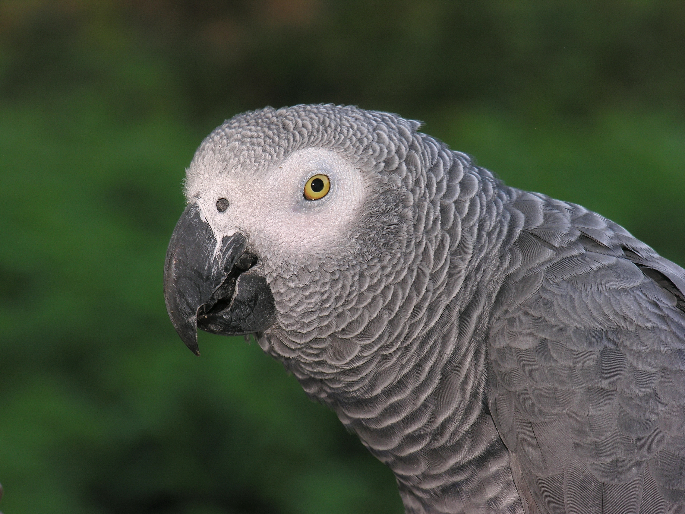 African Grey Parrots - The Conversational Companions (image credits: wikimedia)