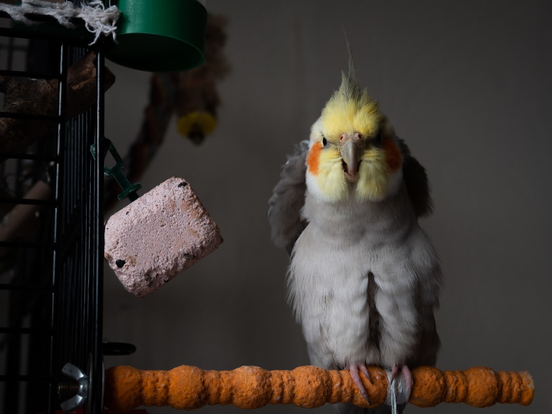 Cockatiels - The Whistling Sweethearts (image credits: unsplash)