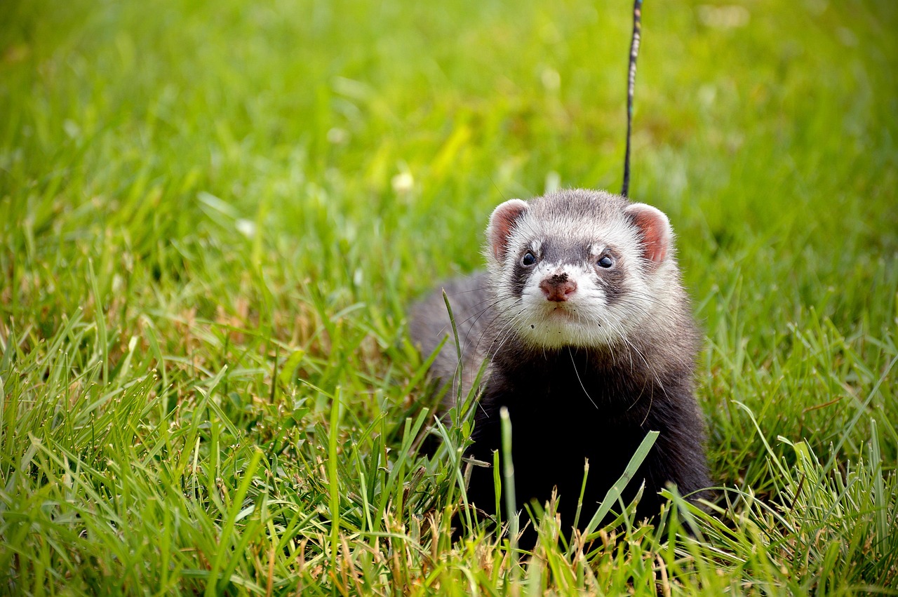 Ferrets - The Playful Acrobats (image credits: pixabay)