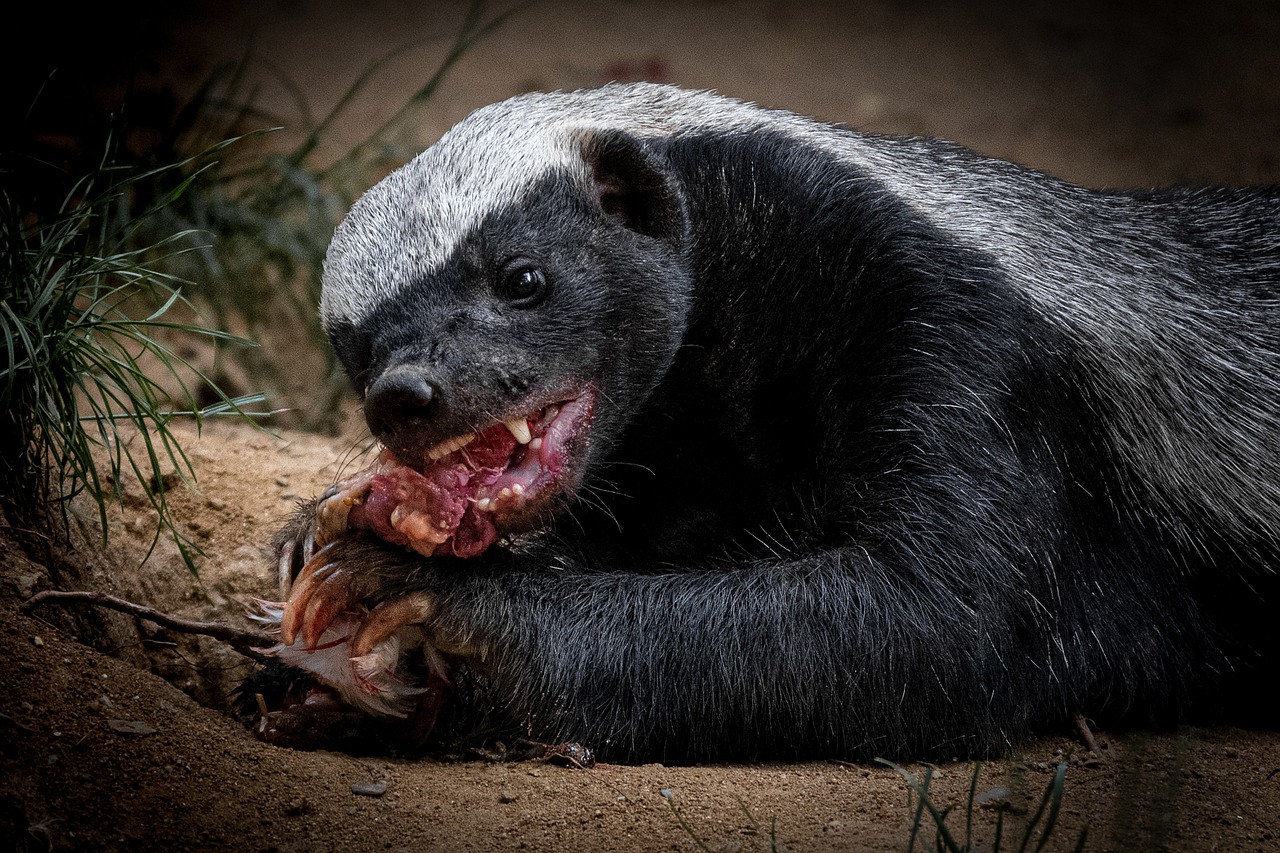 Skunks - The Surprisingly Sweet Companions (image credits: pixabay)