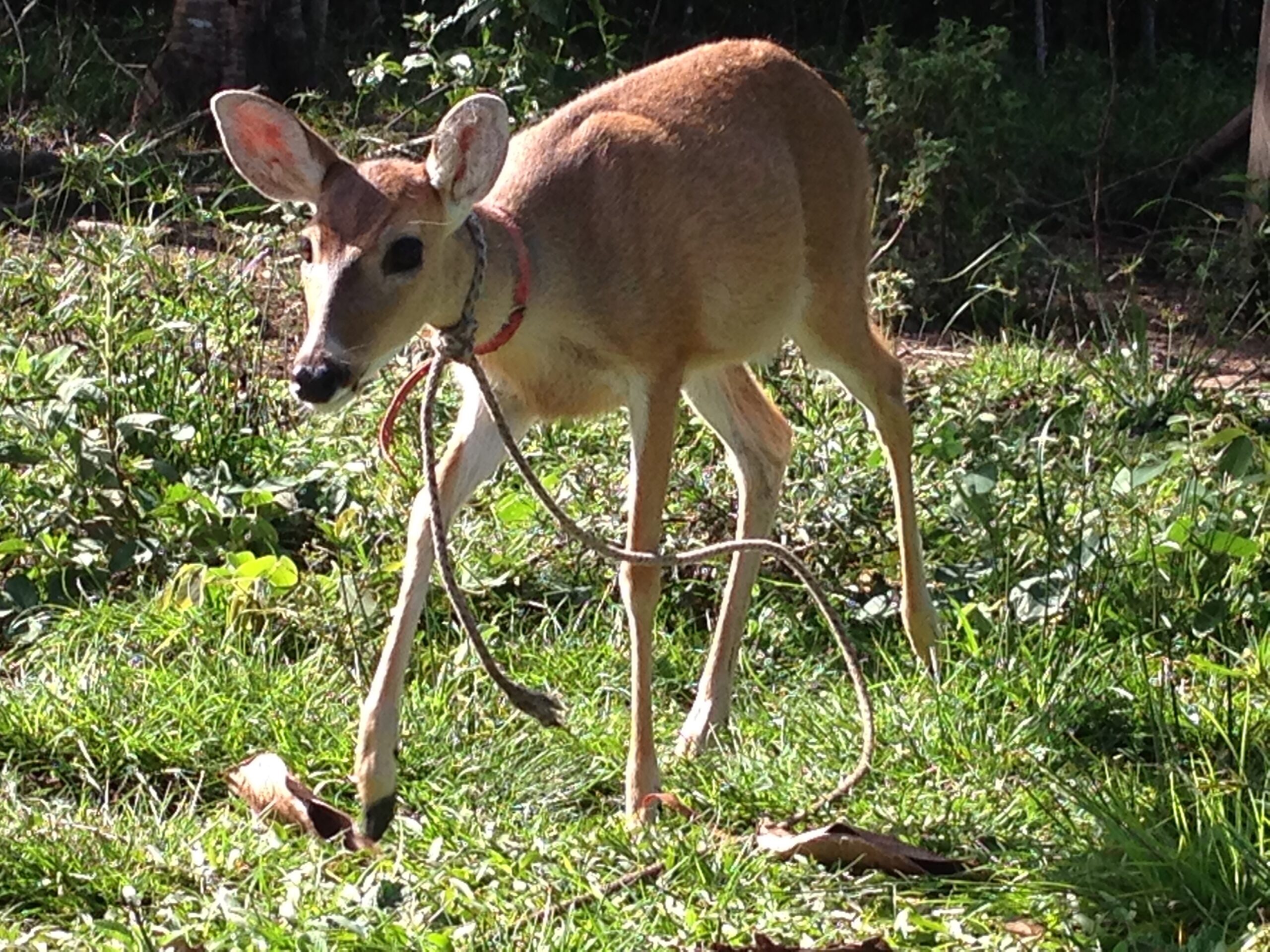 Muntjac Deer - The Gentle Forest Friends (image credits: wikimedia)