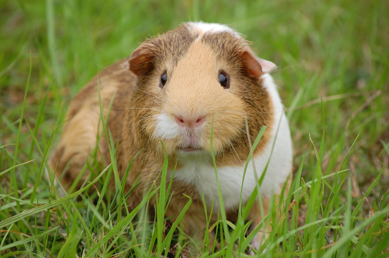 Guinea Pigs - The Vocal Velcro Pets (image credits: pixabay)