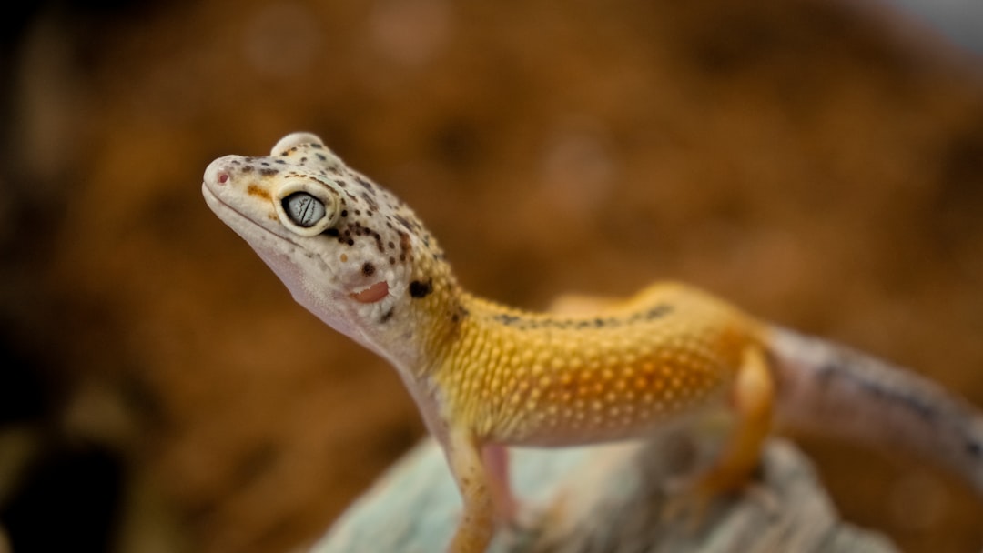 Finding Your Perfect Unconventional Companion (image credits: unsplash)