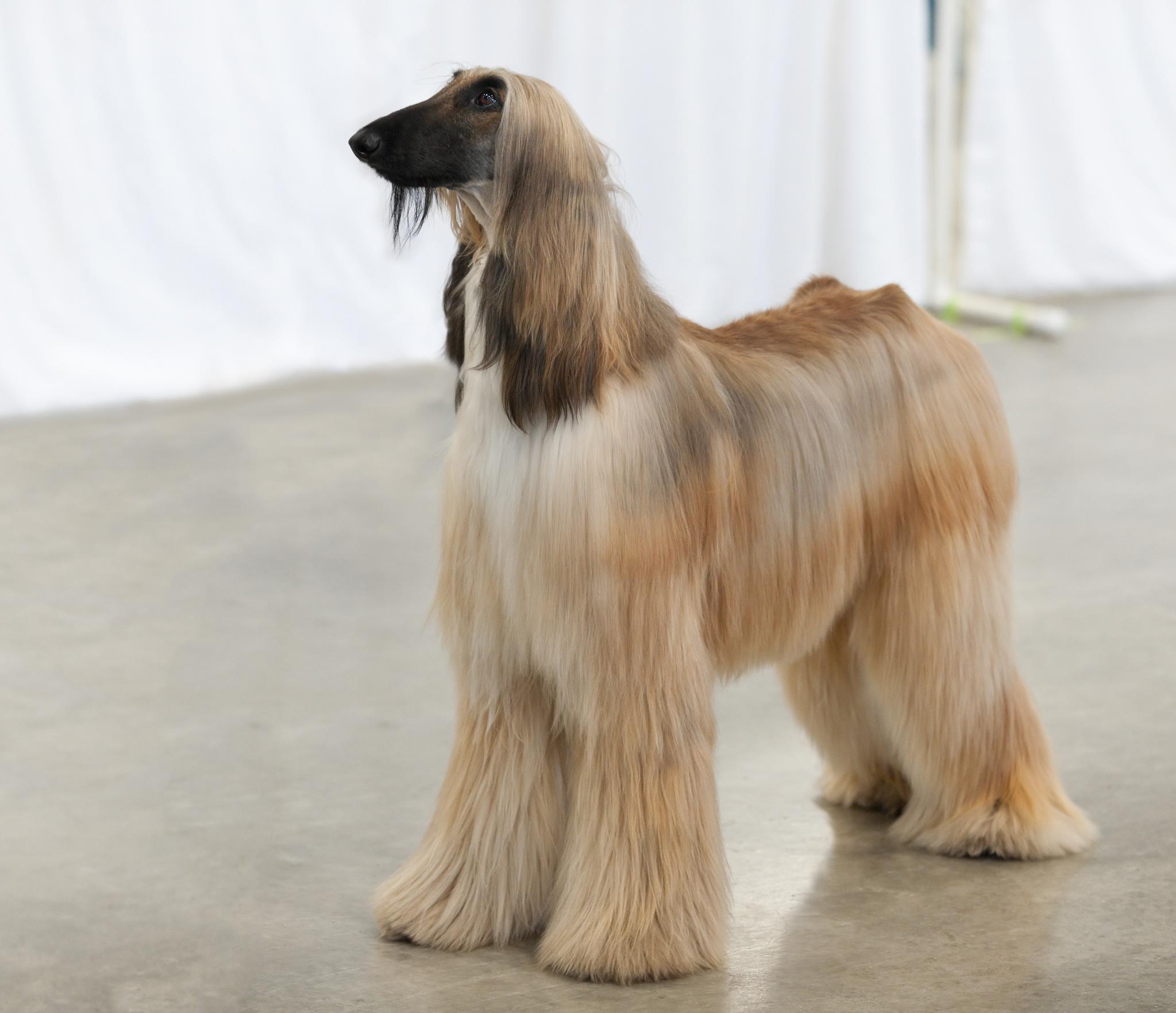 Afghan Hound (image credits: wikimedia)